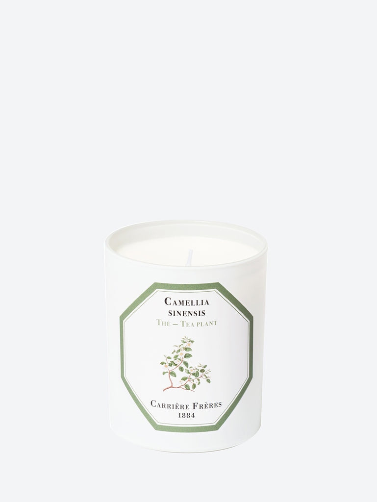 Camellia sinensis tea plant candle 1