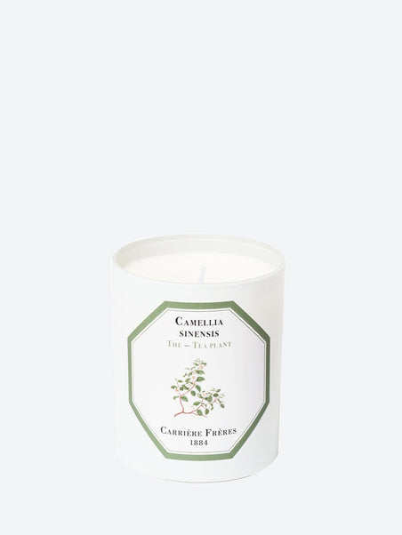 Camellia sinensis tea plant candle