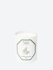 Camellia sinensis tea plant candle ref:
