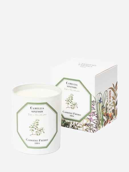 Camellia sinensis tea plant candle