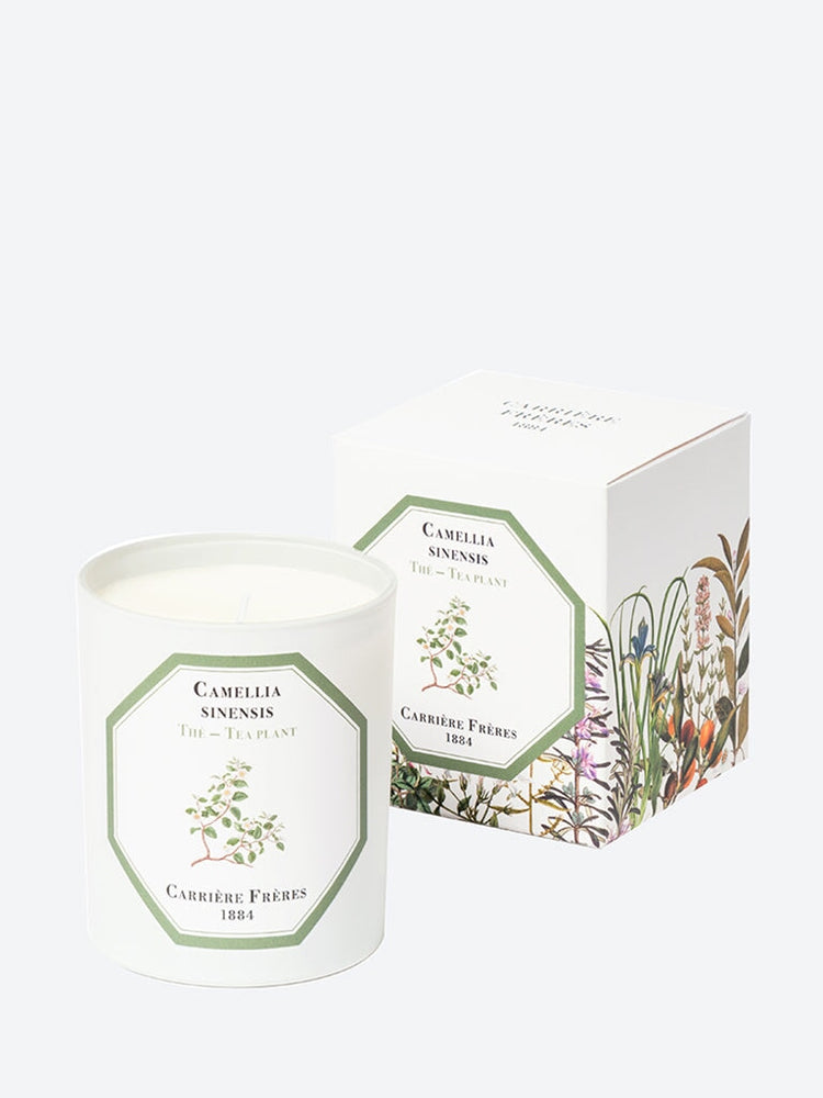 Camellia sinensis tea plant candle 2
