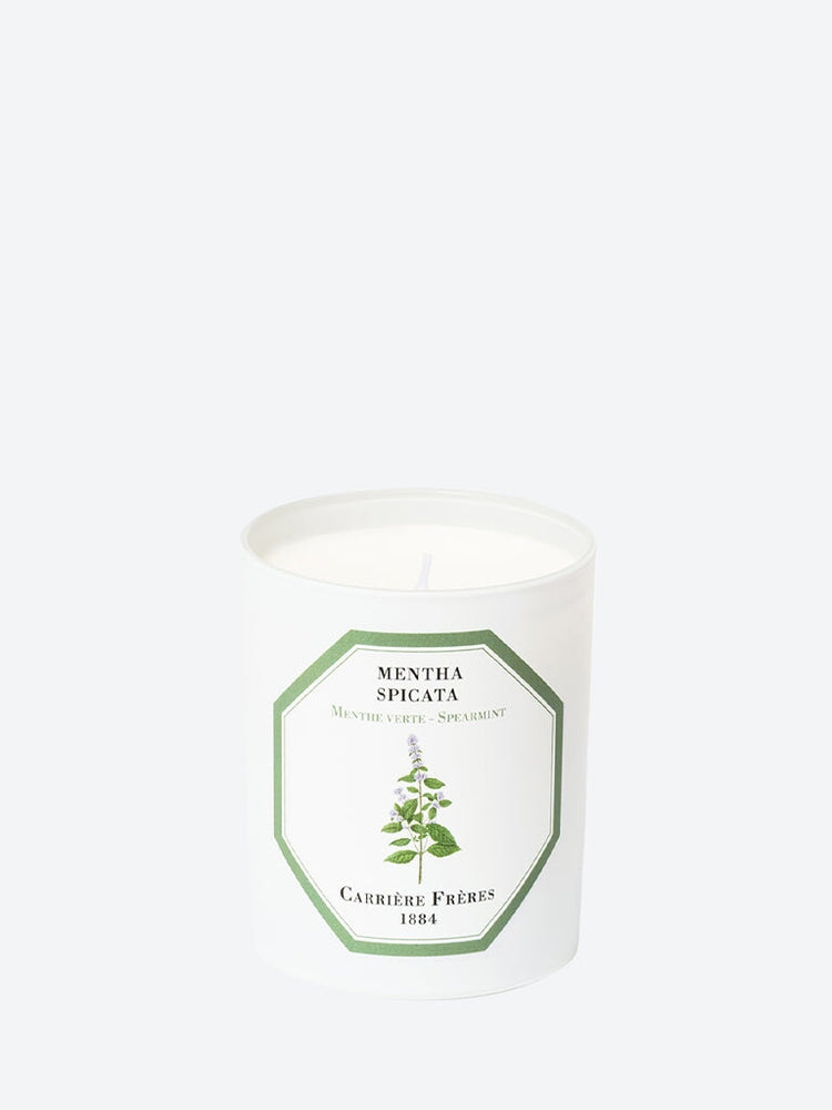 Mentha spicata spearmint candle 1