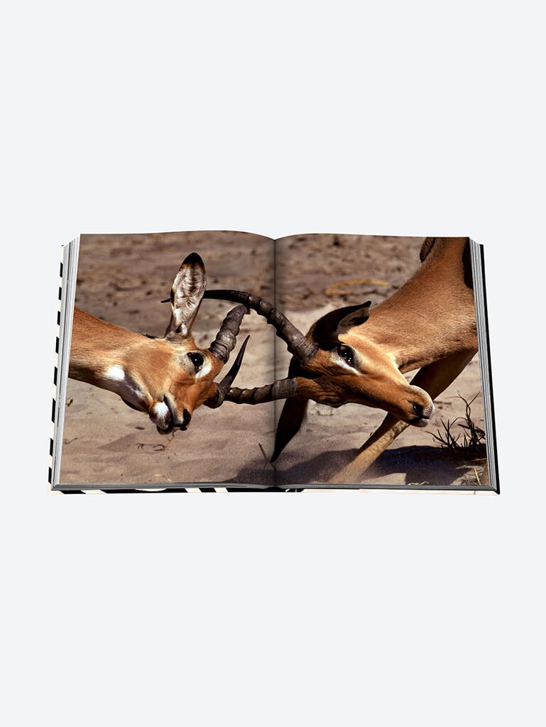 Aventures africaines: la plus grande SA 8