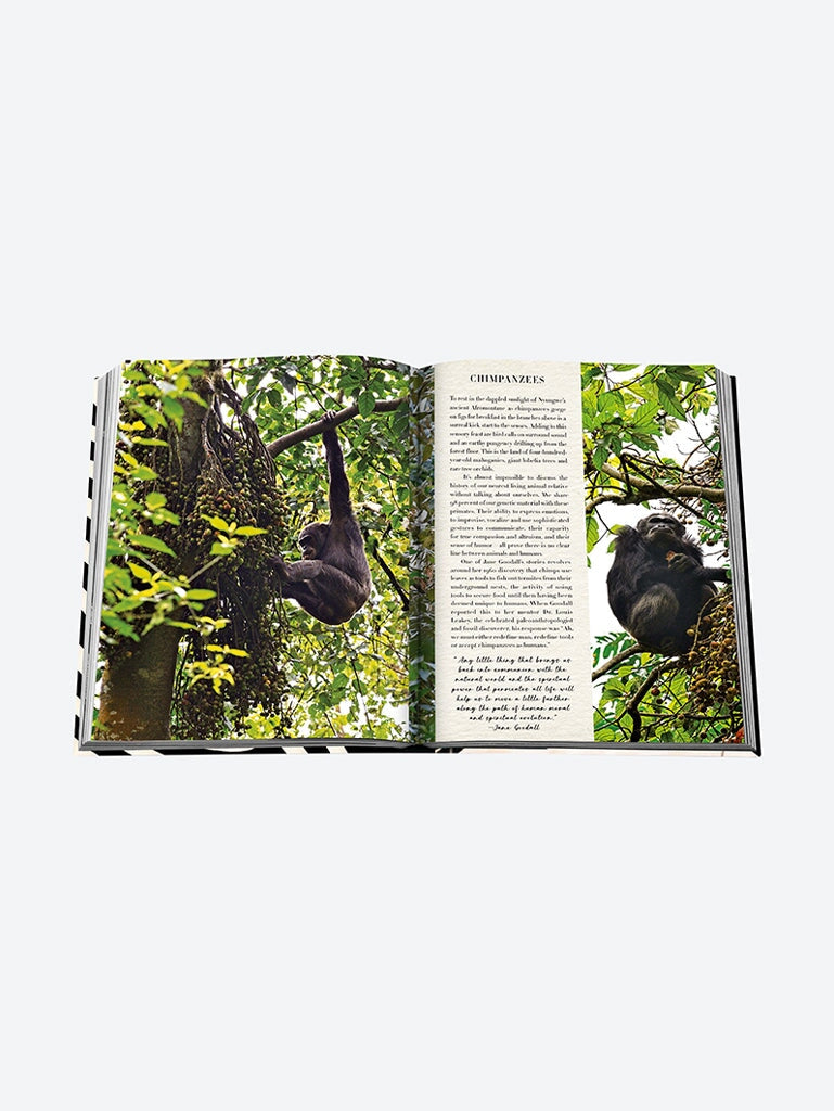 Aventures africaines: la plus grande SA 6