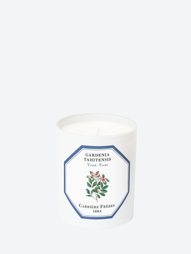 Gardenia tahitensis tiare candle 1